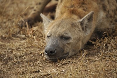 SpottedHyena1.jpg