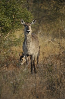 Waterbucks1.jpg