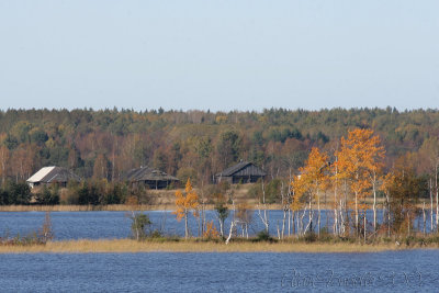 Birches in fall colors