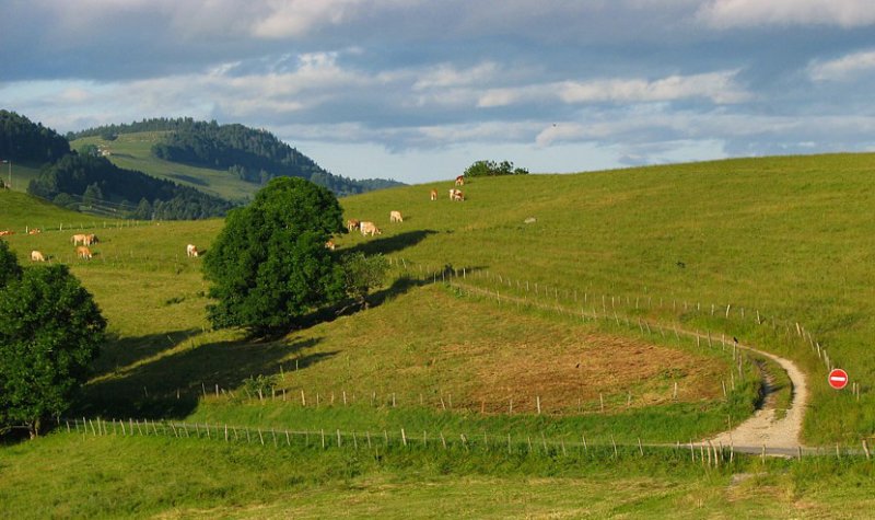 vaches dans les prs