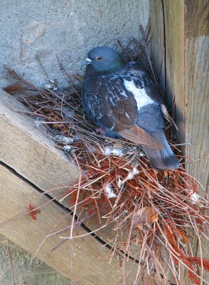 le nid de pigeon
