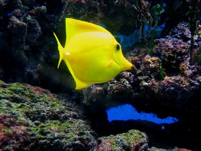 le poisson jaune