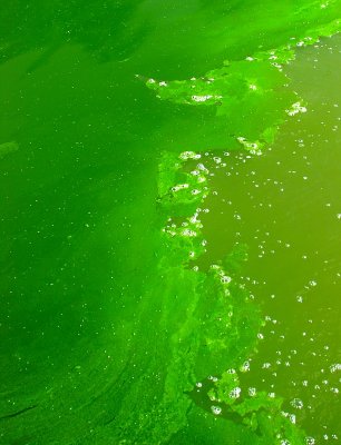 Savez-vous que les algues bleues sont vertes