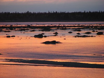 les canards du coucher du soleil