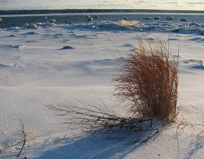 Les gramines sur le bord du fleuve,  Portneuf