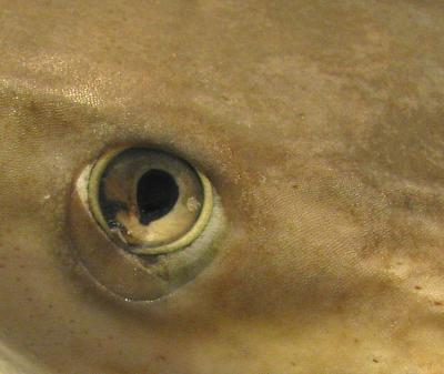 g3/83/550183/3/58531027.Loeildurequin.jpg
