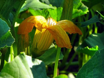 la fleur de courge