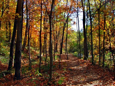 le chemin de feuilles