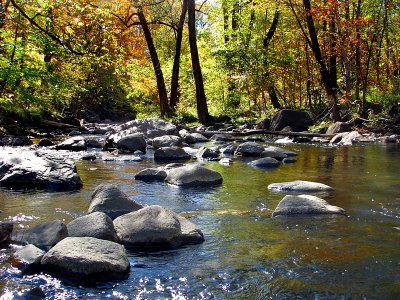 Le ruisseau dans les bois