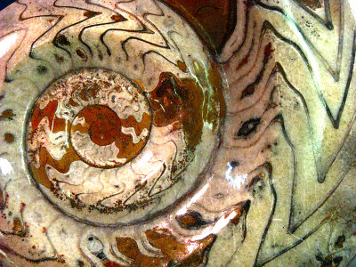 ammonite