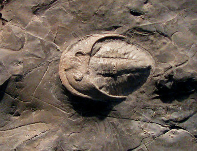 trilobite