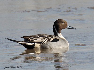 Northern Pintail 10