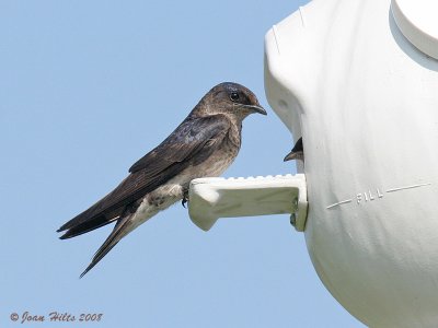 Purple Martin 05