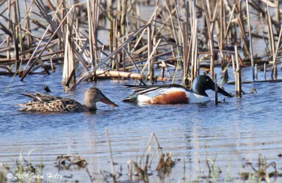 Northern Shoveler 01