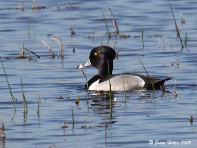 Ring-necked 07