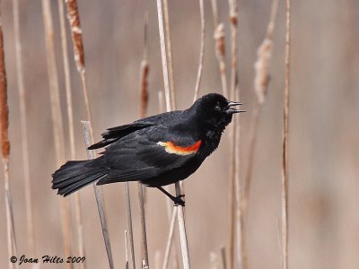 Red-winged Blackbird 14