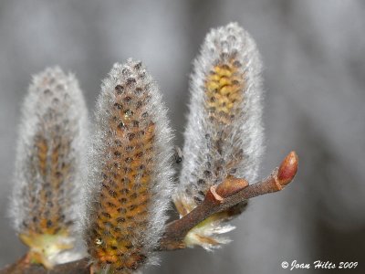 Pussy Willow 01