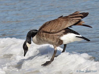 Canada Goose 23