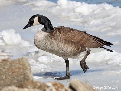 Canada Goose 25