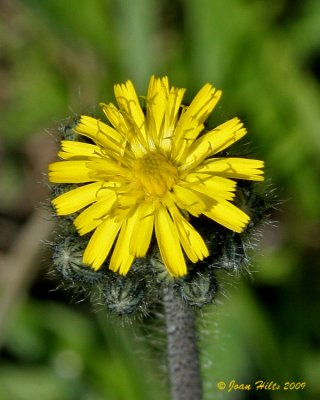 Wildflowers