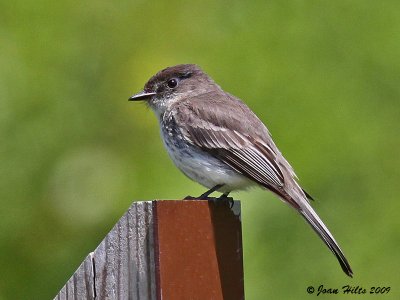 Eastern Phoebe 03