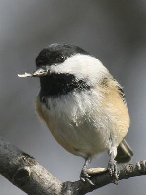 Black-capped Chickadee 12
