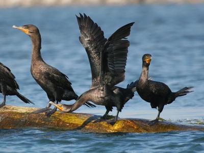 Double-crested Cormorant 10