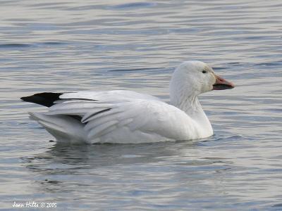 Snow Goose 01