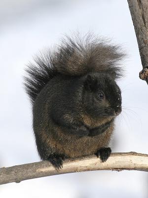 Black Phase Eastern Gray 02