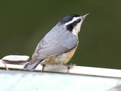 Red-breasted 03
