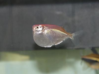Hatchet Fish 01