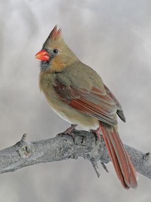 g3/83/55683/3/54825559.NorthernCardinal10.jpg