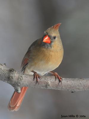 g3/83/55683/3/54825560.NorthernCardinal11.jpg