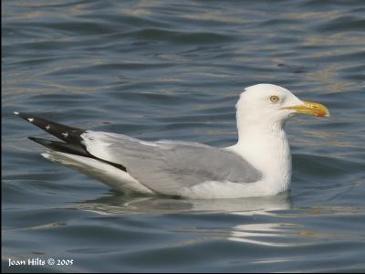 Herring 01