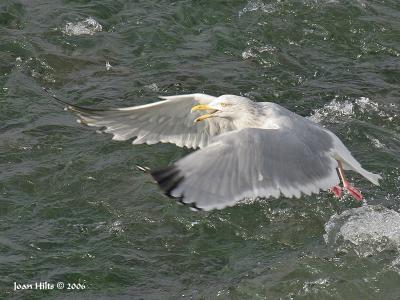 Herring 02