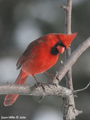 g3/83/55683/3/55122012.NorthernCardinal13.jpg
