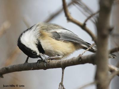 Black-capped Chickadee 13