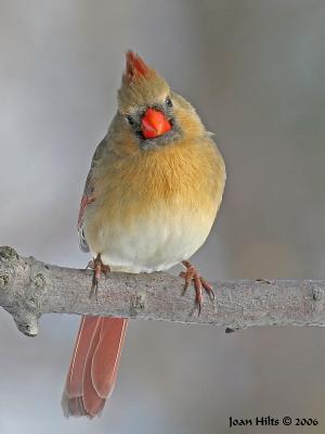 g3/83/55683/3/55445656.NorthernCardinal14.jpg