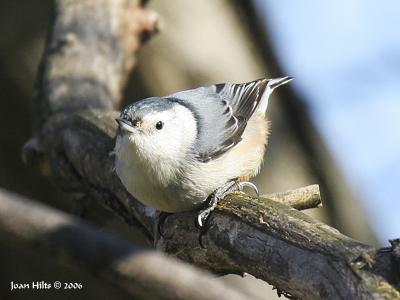 White-breasted 05