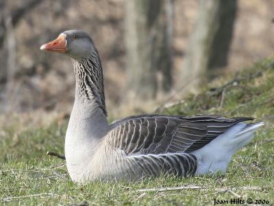 Graylag 03