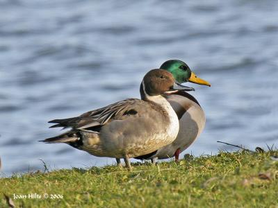 Norther Pintail 04