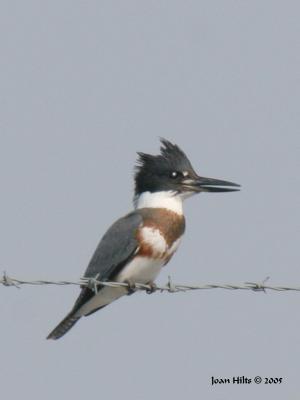 Belted Kingfisher 01
