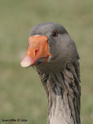 Graylag 04