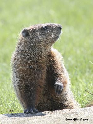 g3/83/55683/3/55685951.Woodchuck03.jpg
