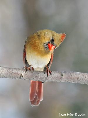 g3/83/55683/3/56216186.NorthernCardinal15.jpg