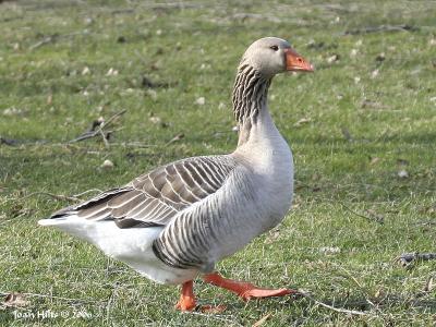 Graylag 05