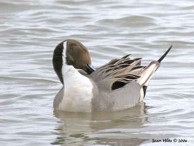 Northern Pintail 05