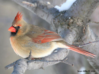 g3/83/55683/3/56544890.NorthernCardinal16.jpg