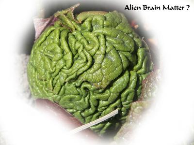 3 Alien Brain Matter ?