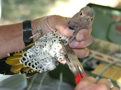 Banding